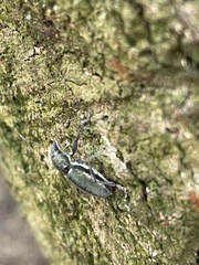 Naupactus