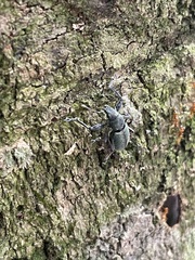 Naupactus