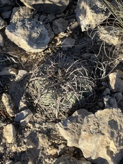 Echinocactus horizonthalonius