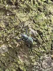 Naupactus