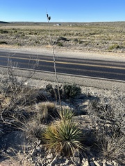 Yucca reverchonii