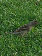 Passer domesticus