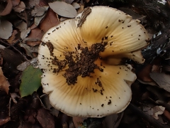 Cortinarius livido-ochraceus
