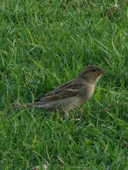 Passer domesticus