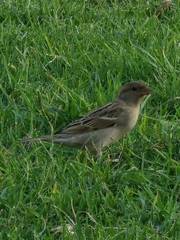 Passer domesticus