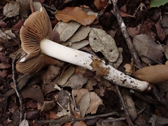 Cortinarius livido-ochraceus