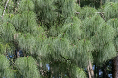 Pinus wallichiana