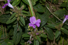 Barleria