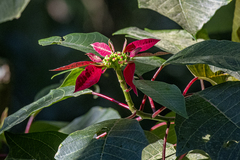 Euphorbia pulcherrima