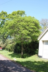 Crataegus persimilis