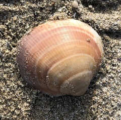 Glycymeris glycymeris