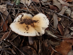 Cortinarius livido-ochraceus