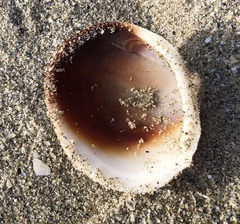 Glycymeris glycymeris