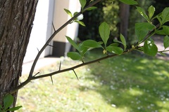 Crataegus persimilis