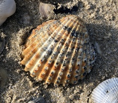 Acanthocardia echinata