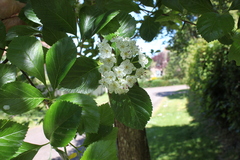 Crataegus persimilis