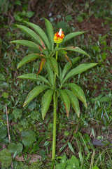 Arisaema tortuosum