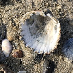 Acanthocardia echinata