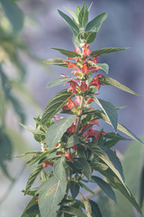 Colquhounia coccinea