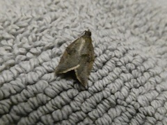 Argyrotaenia franciscana