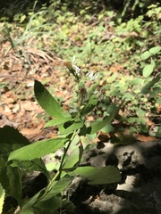 Eurybia radulina