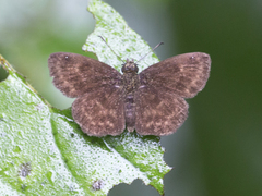 Carcharodini