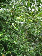 Jasminum nervosum