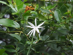 Jasminum nervosum