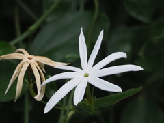 Jasminum nervosum