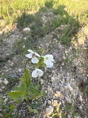 Diplotaxis erucoides