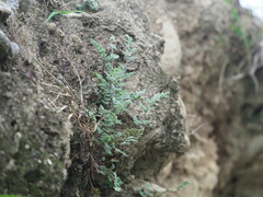 Cheilanthes nudiuscula