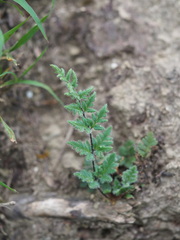 Cheilanthes nudiuscula