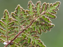 Cheilanthes nudiuscula