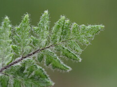 Cheilanthes nudiuscula