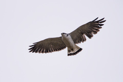 Geranoaetus polyosoma