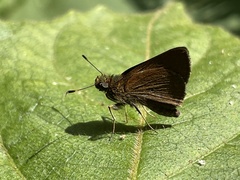 Anthoptini