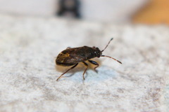 Stygnocoris
