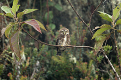 Glaucidium bolivianum