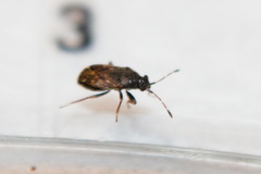 Stygnocoris