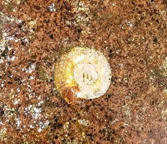 Thylacodes variabilis