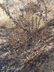 Haloxylon