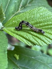 Pantherodes pardalaria