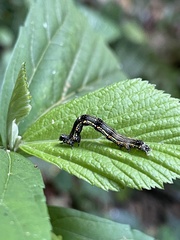 Pantherodes pardalaria