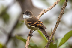 Mecocerculus leucophrys