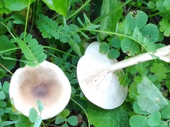 Clitocybaceae