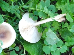 Clitocybaceae
