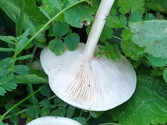 Clitocybaceae