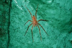 Pandercetes