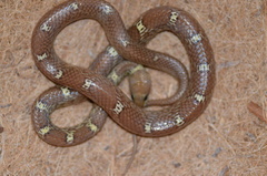 Lycodon anamallensis