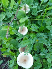 Clitocybaceae